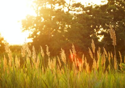Zomerfestival Vidaa Rotterdam